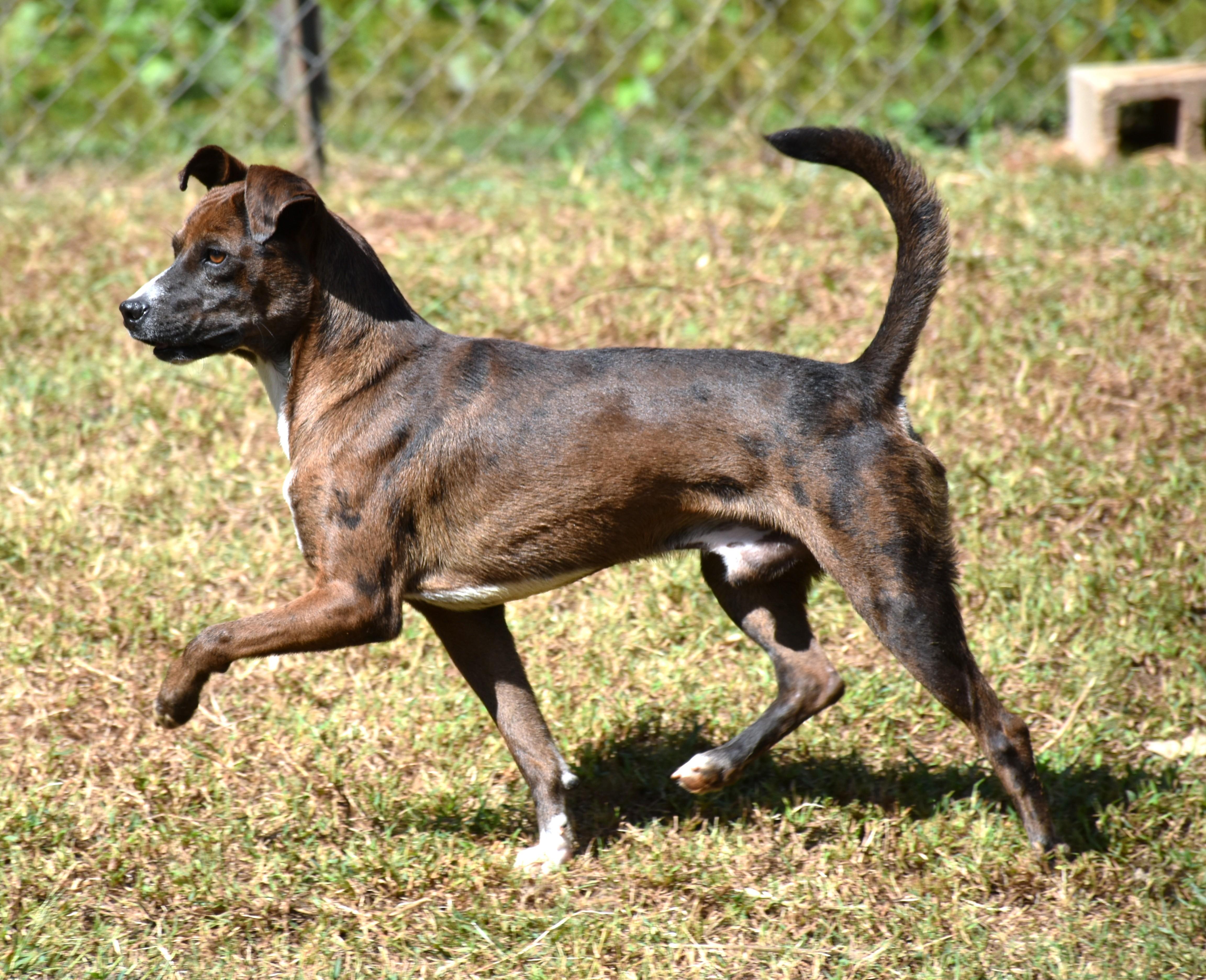Browning, a Adoptable mixed breed in Wedowee, AL image 3/5