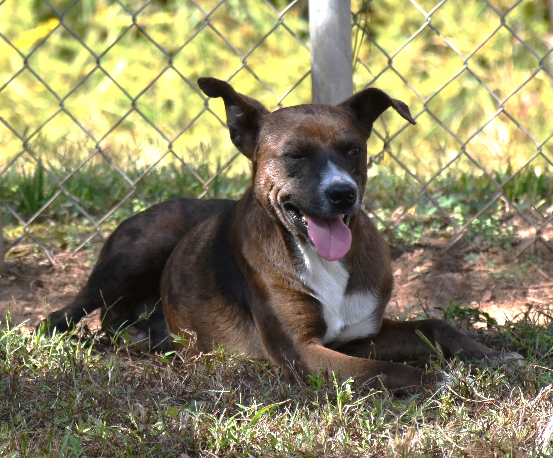 Browning, a Adoptable mixed breed in Wedowee, AL image 4/5