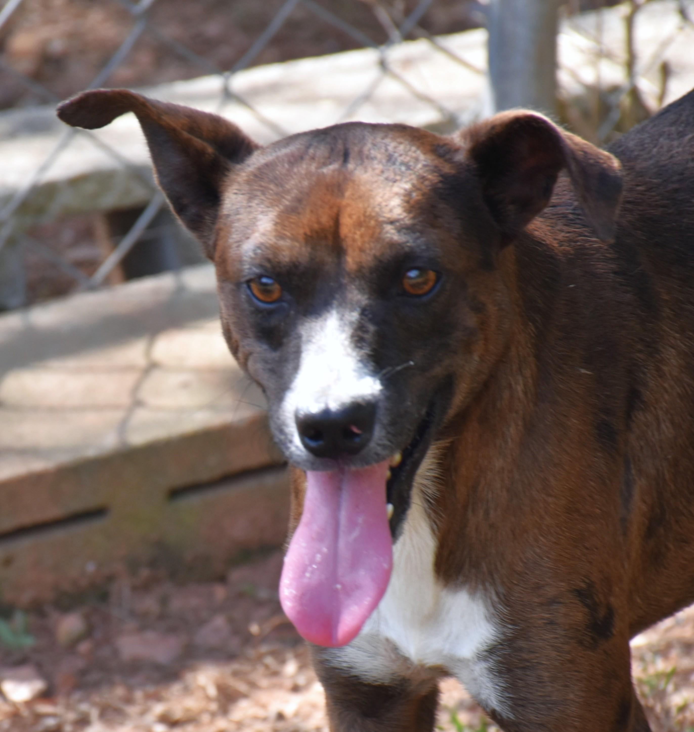 Browning, a Adoptable mixed breed in Wedowee, AL image 5/5
