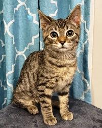 Gretchen, ADOPTABLE, Kitten Female Domestic Short Hair.