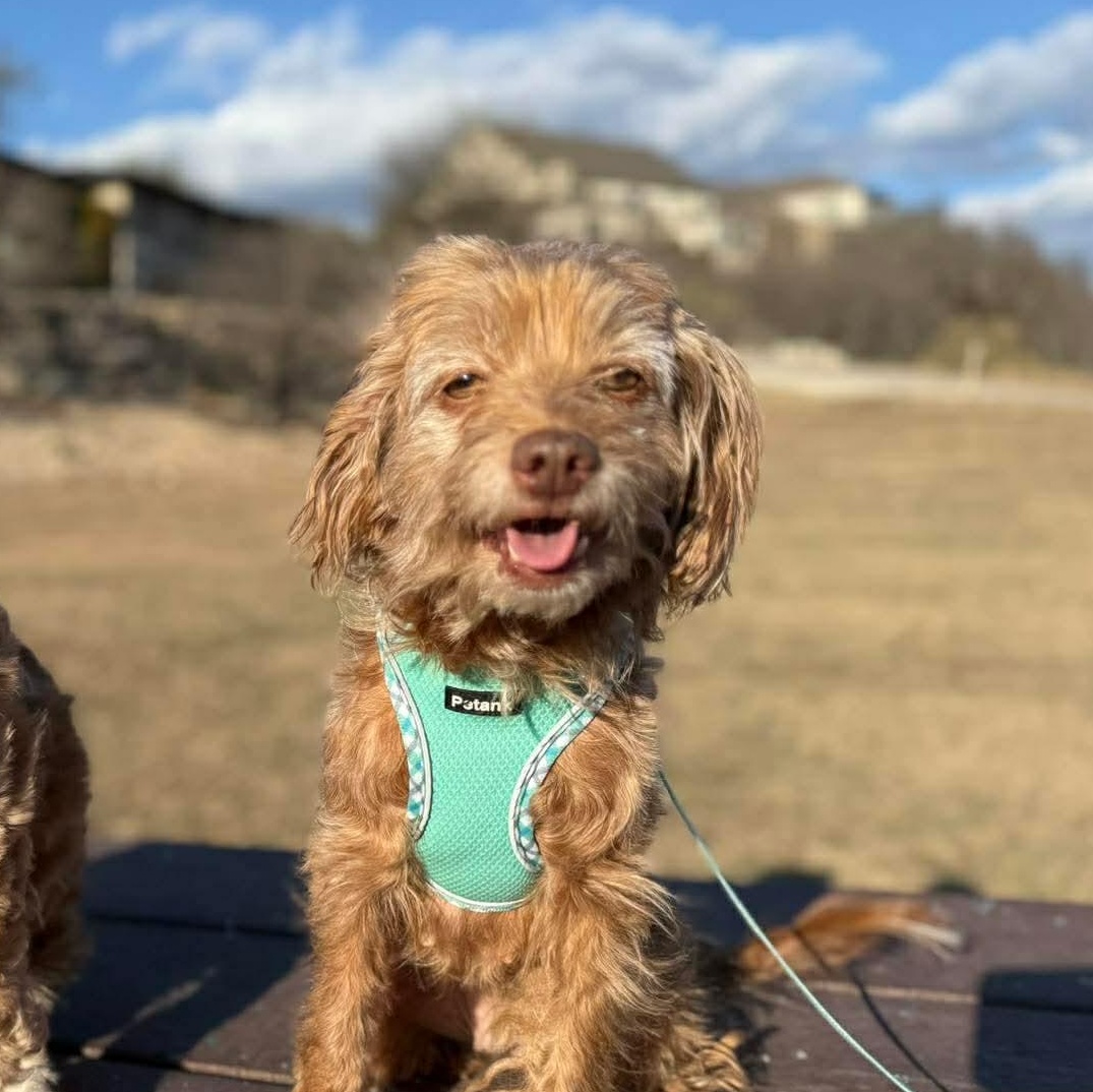 Lotus — thumbnail 2