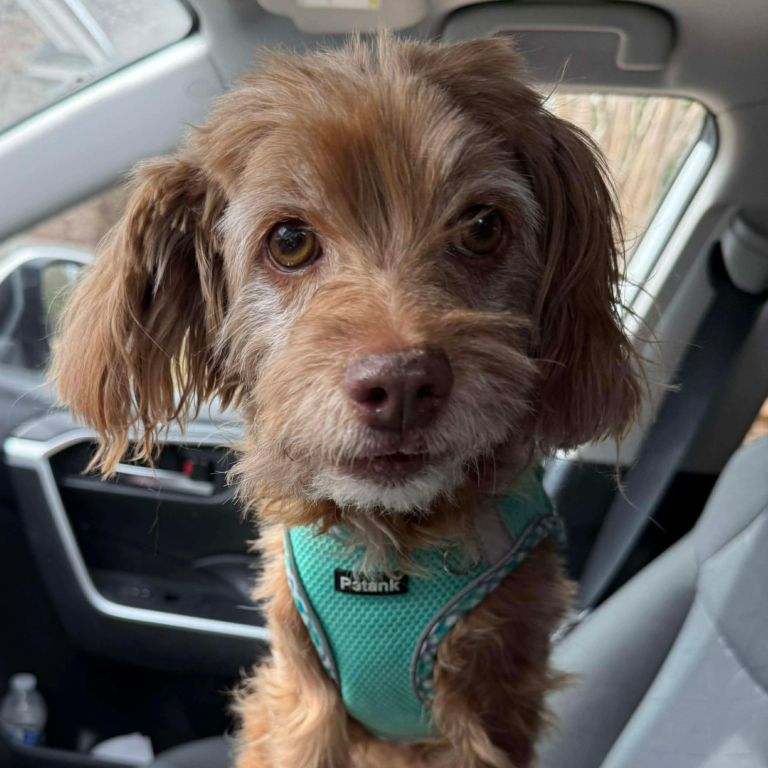 Lotus — thumbnail 3