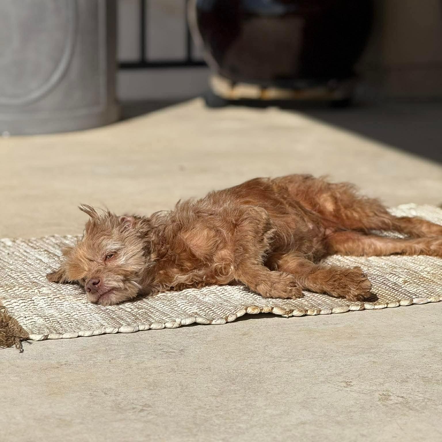 Lotus — thumbnail 6