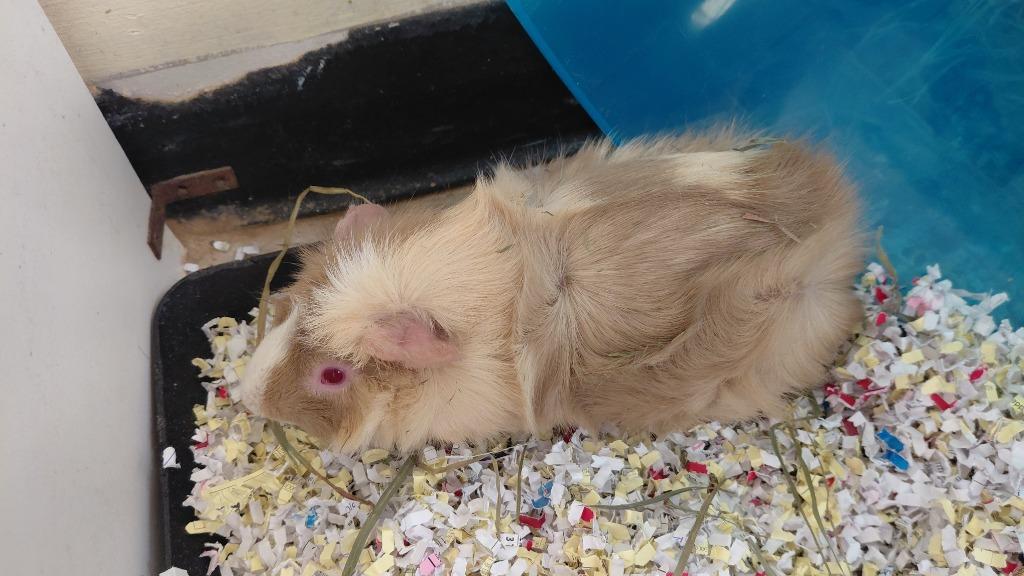 popcorn, Adoptable, Young Male Guinea Pig.