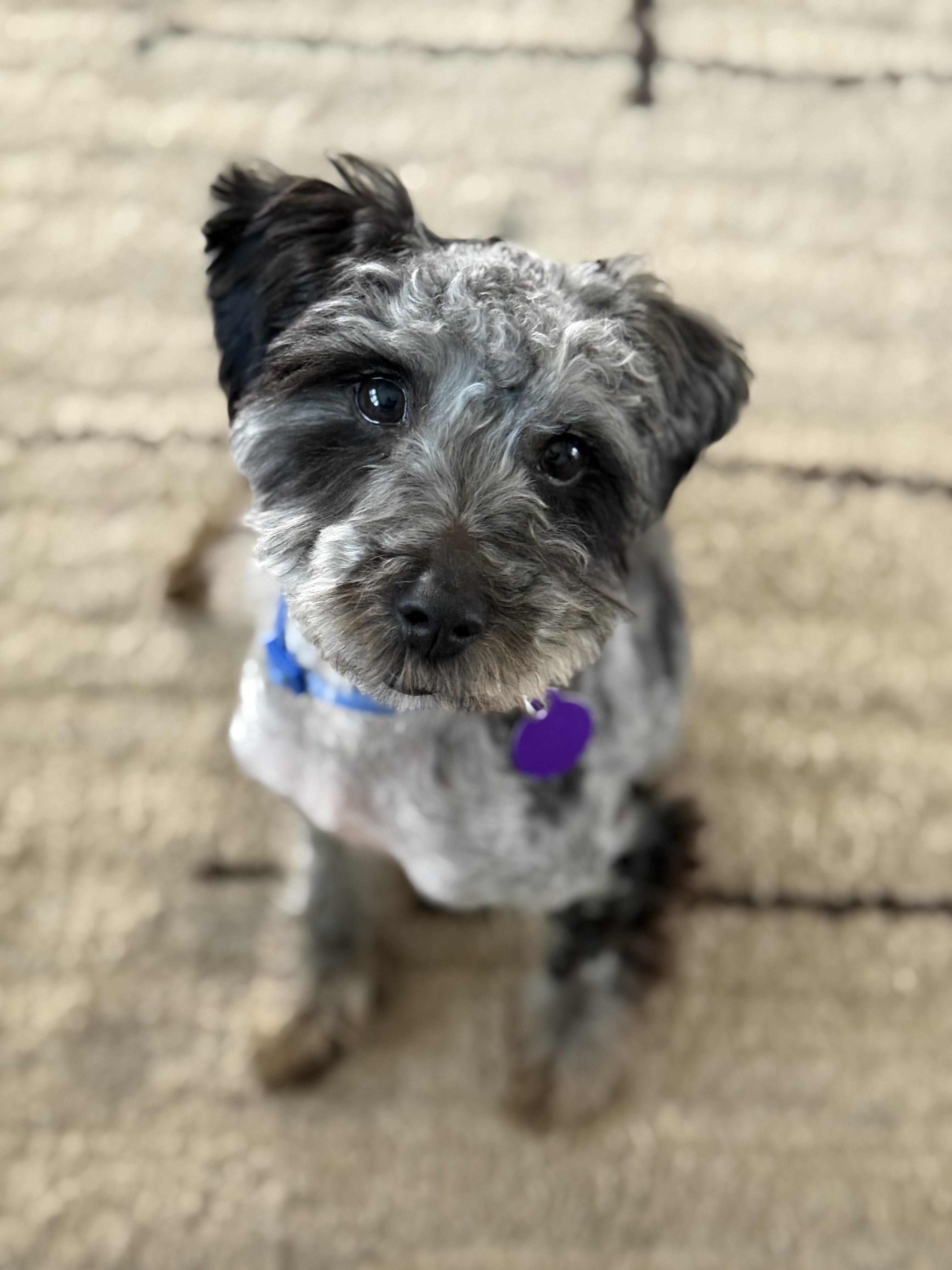 Wednesday, ADOPTABLE, Young Female Yorkshire Terrier & Poodle.