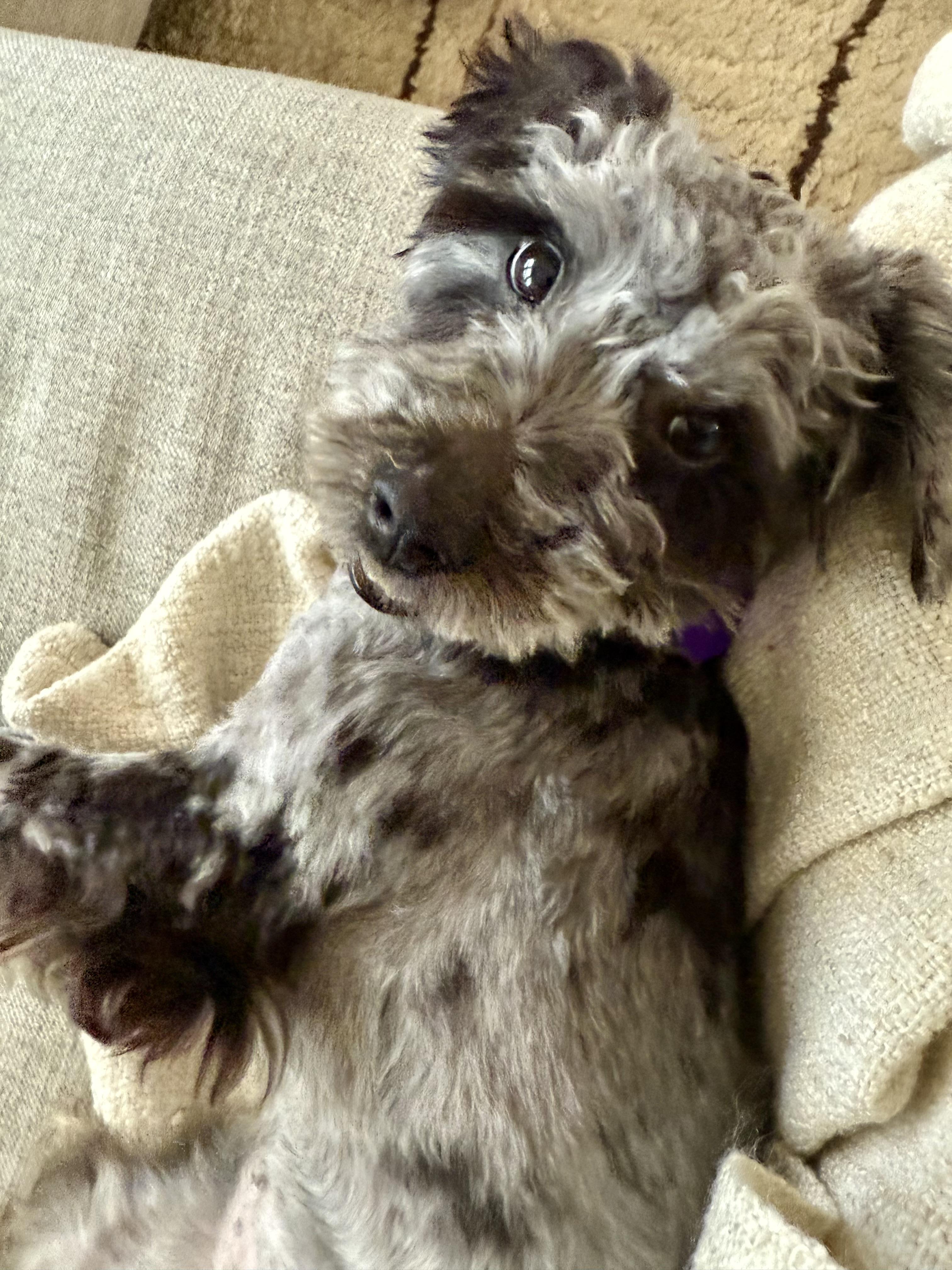 Enlarge Wednesday, a ADOPTABLE mixed breed in Atlanta, GA image 5/5