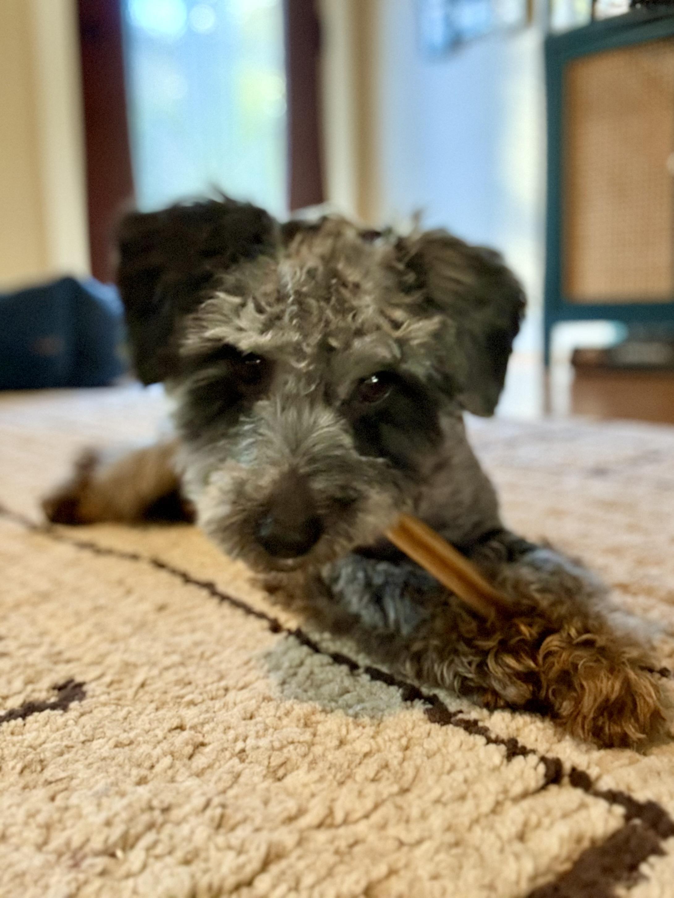 Enlarge Wednesday, a ADOPTABLE mixed breed in Atlanta, GA image 4/5