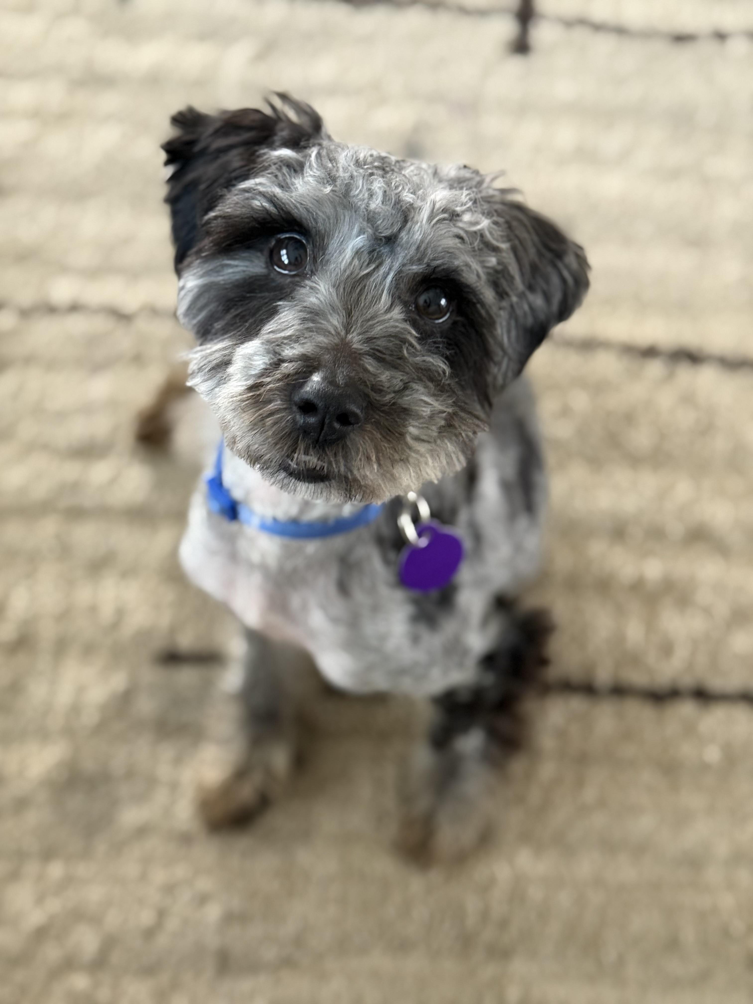 Enlarge Wednesday, a ADOPTABLE mixed breed in Atlanta, GA image 2/5