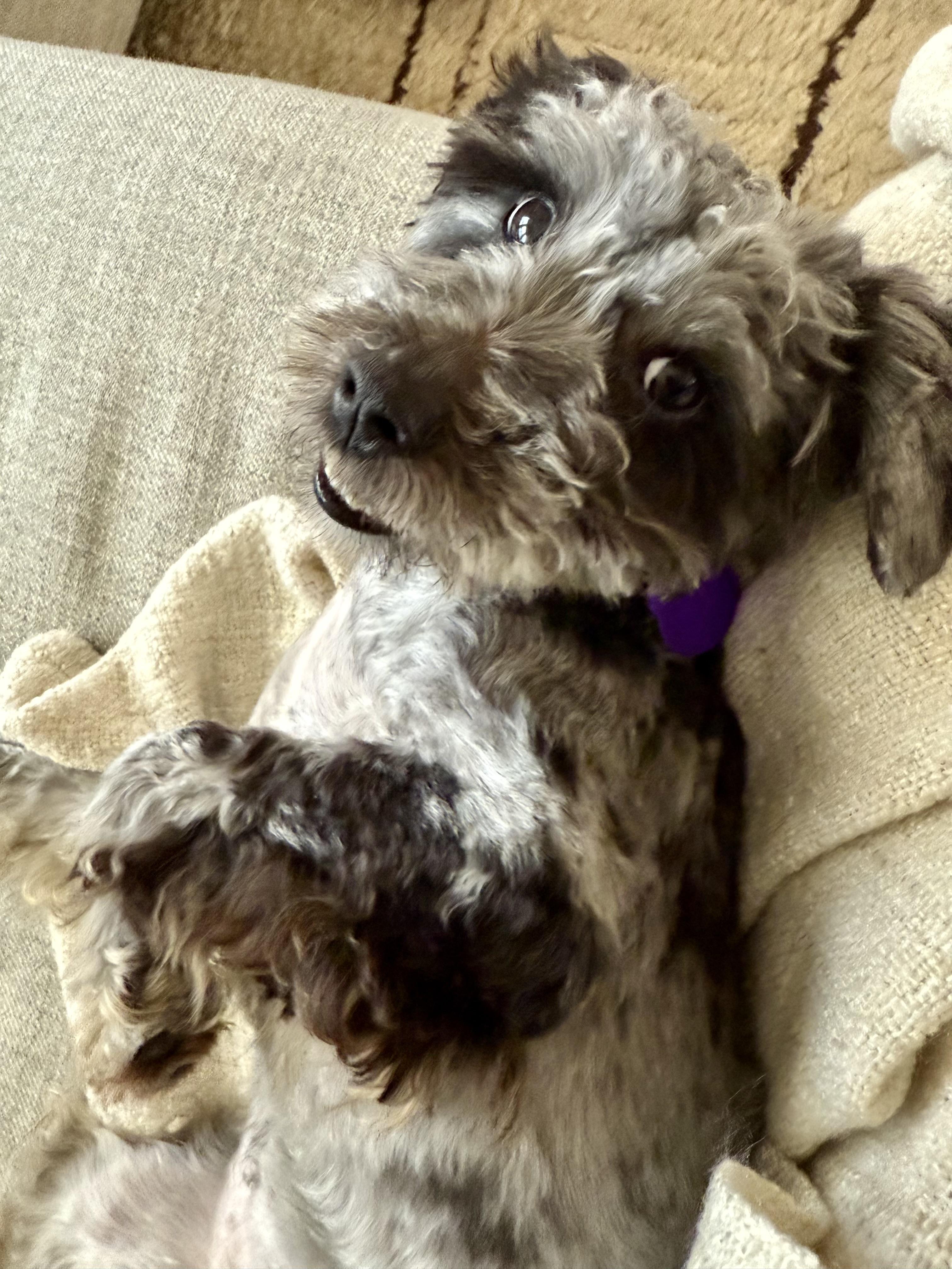 Enlarge Wednesday, a ADOPTABLE mixed breed in Atlanta, GA image 3/5