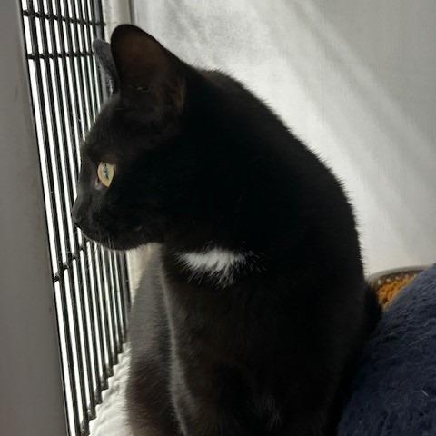 Enlarge Buster, a Adoptable American Shorthair in Poplar Bluff, MO image 1/1