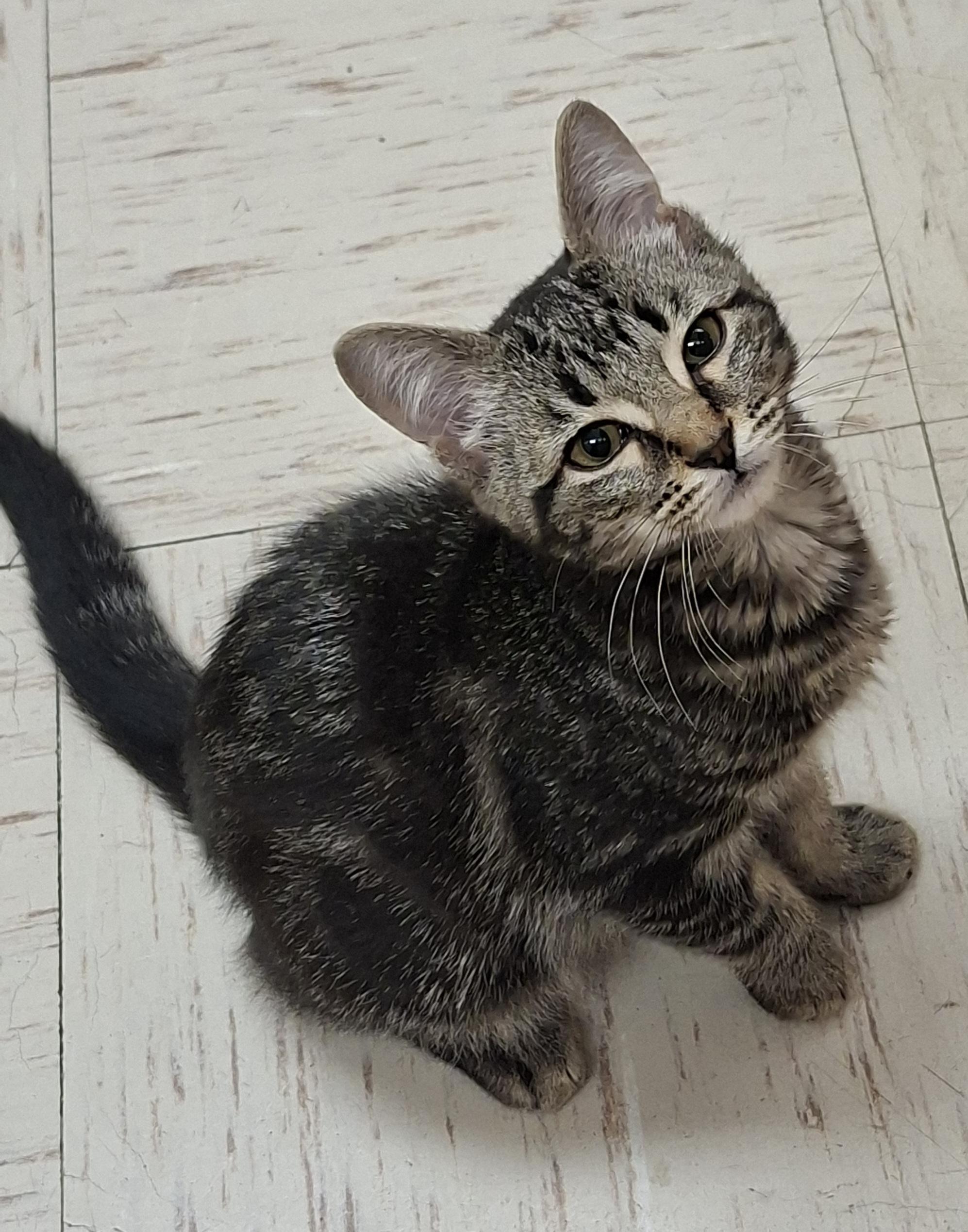 Enlarge Jym Forest, a ADOPTABLE Domestic Short Hair in Wallingford, CT image 1/1