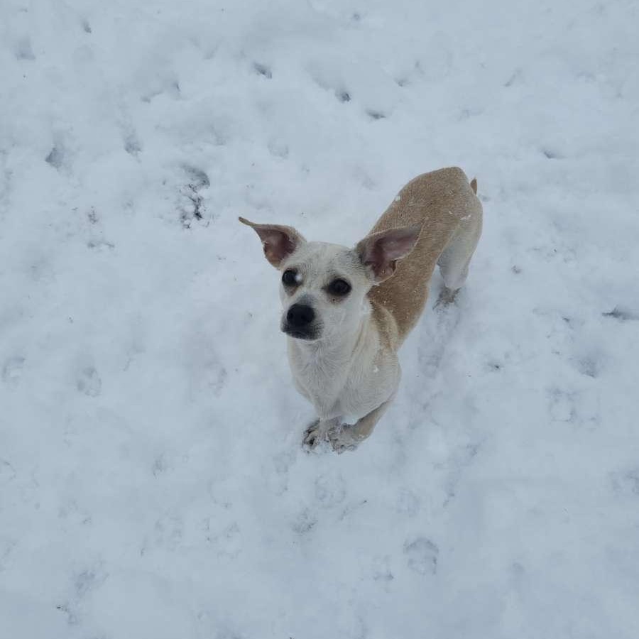 Enlarge Duke, an adopted Chiweenie in Chesnee, SC image 3/3