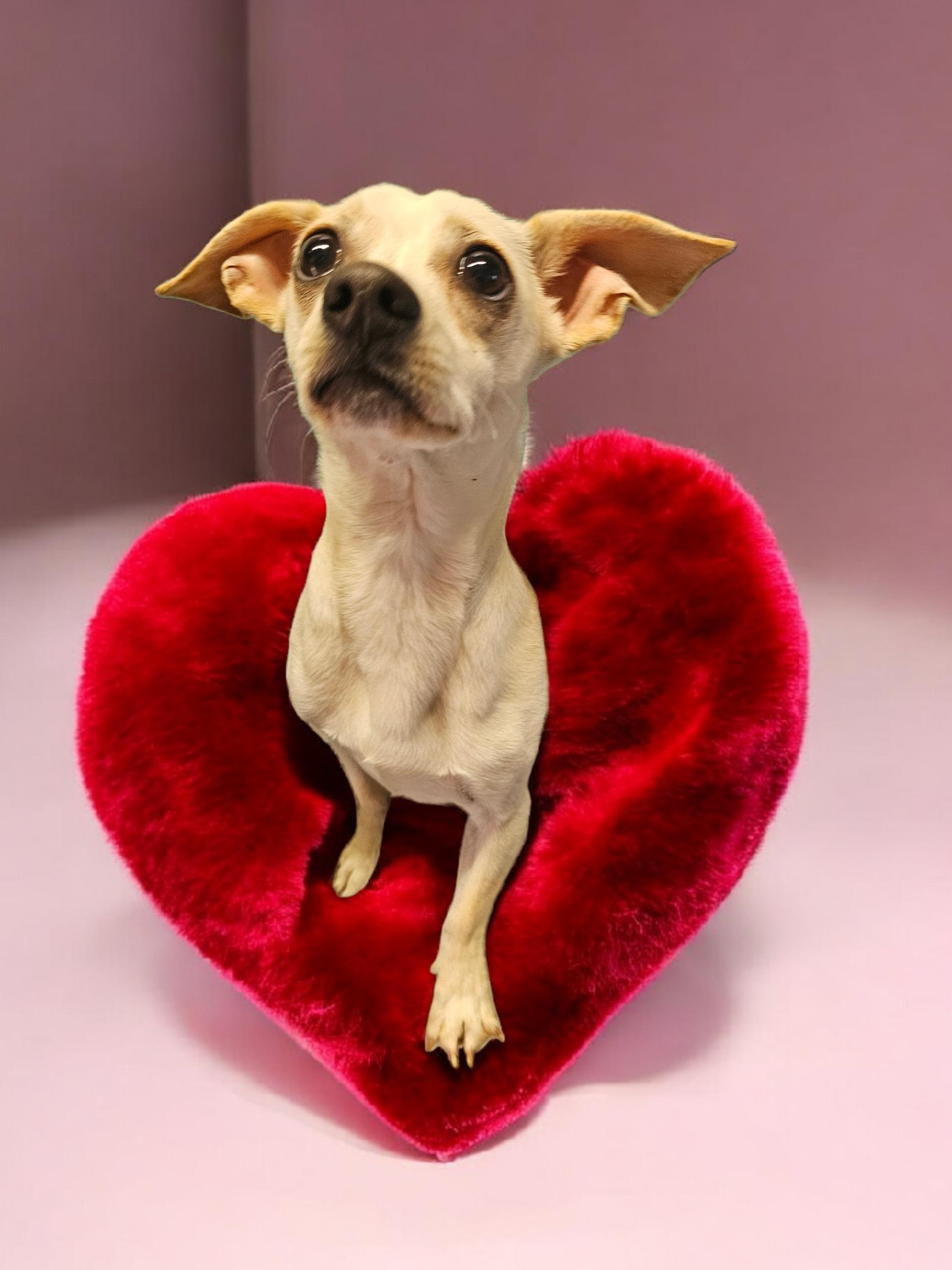 Enlarge Duke, an adopted Chiweenie in Chesnee, SC image 2/3