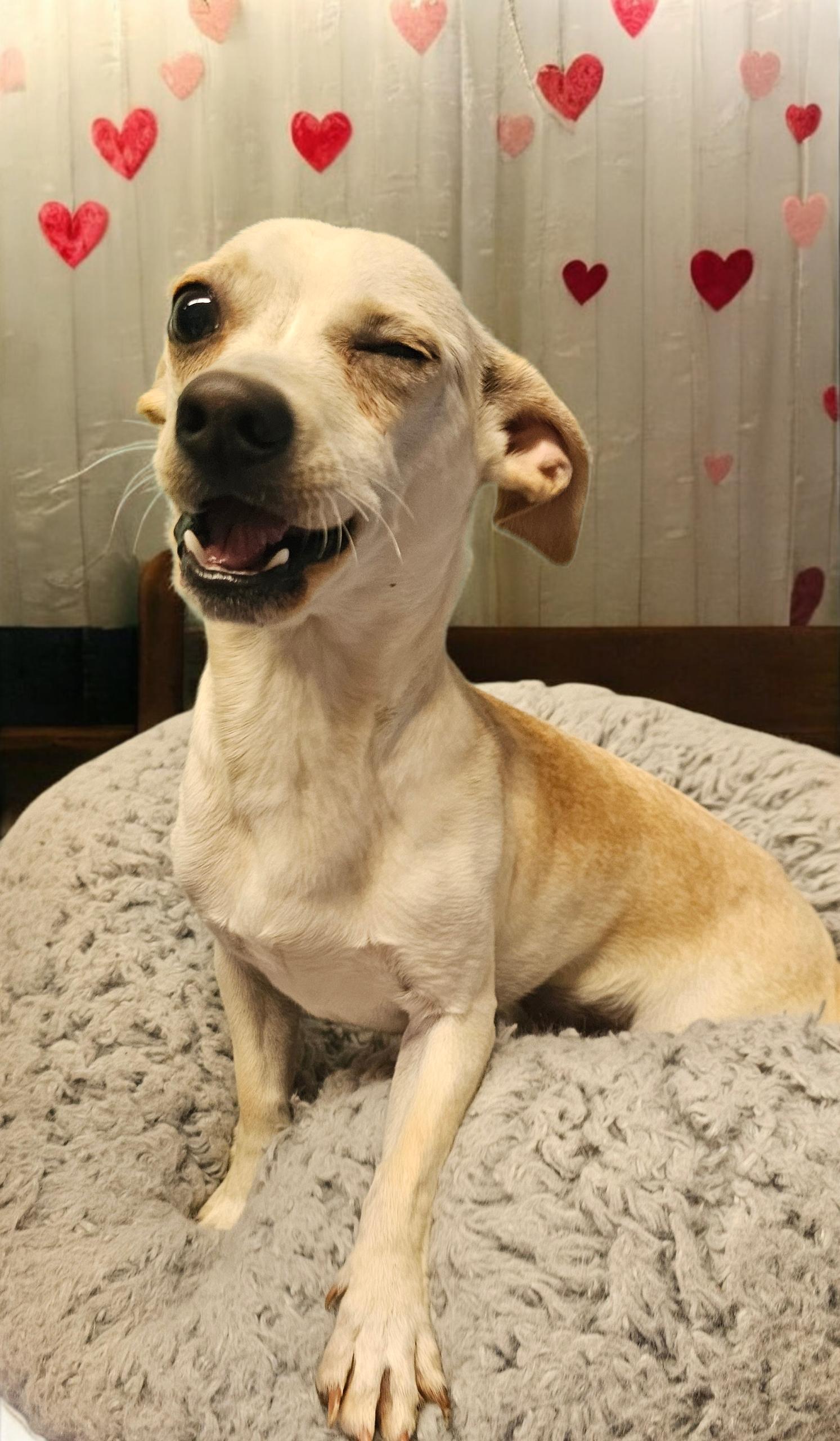 Enlarge Duke, an adopted Chiweenie in Chesnee, SC image 1/3