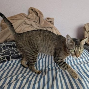 Milkshake, ADOPTABLE, Adult Female Domestic Short Hair & Tabby.