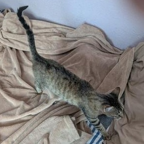 Milkshake, a ADOPTABLE mixed breed in Brentwood, CA image 2/3