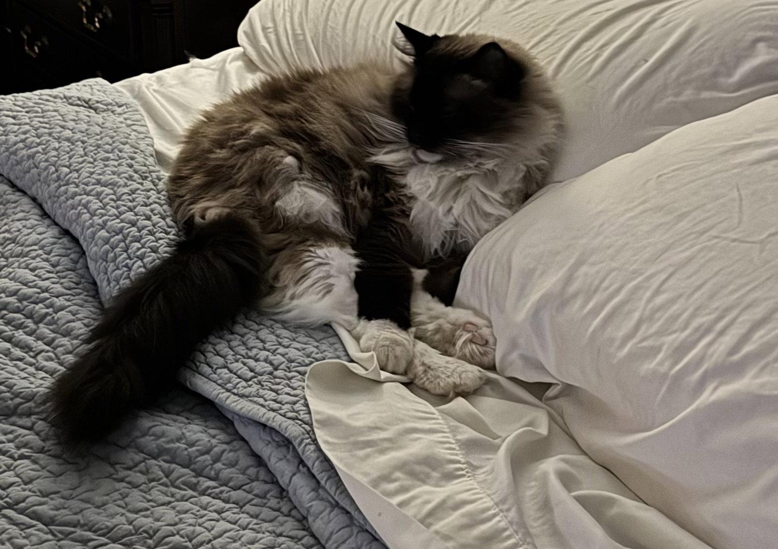 Enlarge Mallow, a Adopted Ragdoll in Alpharetta, GA image 2/3