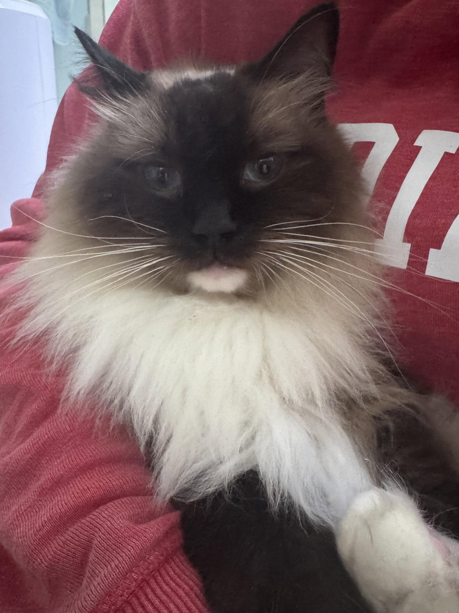 Enlarge Mallow, a Adopted Ragdoll in Alpharetta, GA image 3/3