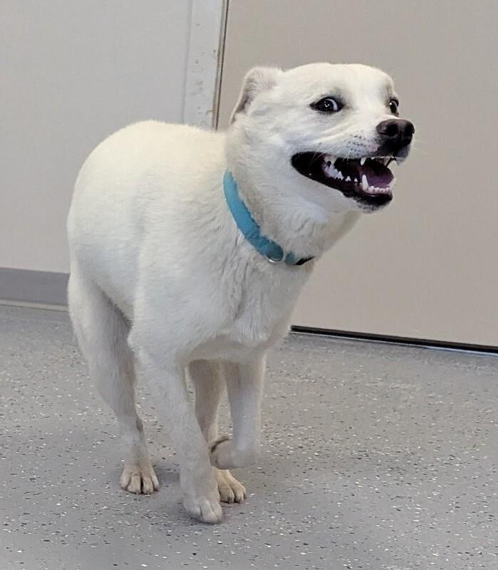 Annie, Adoptable, Young Female Husky & Mixed Breed.