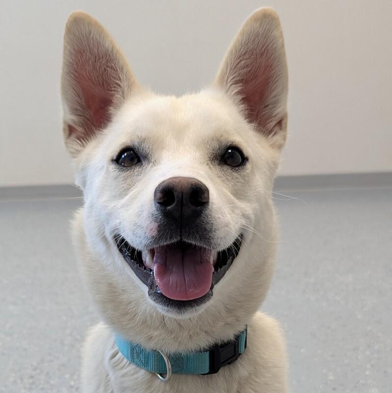 Annie, a Adoptable mixed breed in Yankton, SD image 2/6