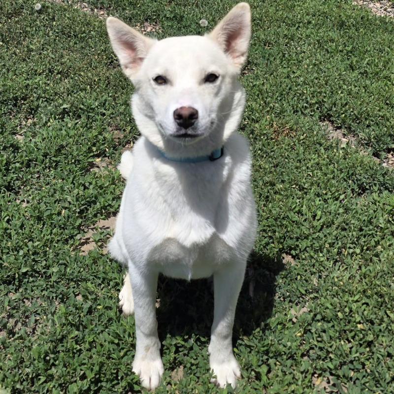 Annie, a Adoptable mixed breed in Yankton, SD image 3/6