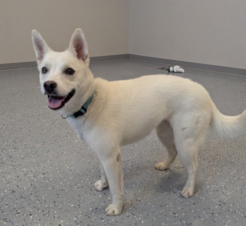 Annie, a Adoptable mixed breed in Yankton, SD image 4/6