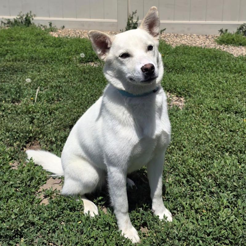Annie, a Adoptable mixed breed in Yankton, SD image 5/6