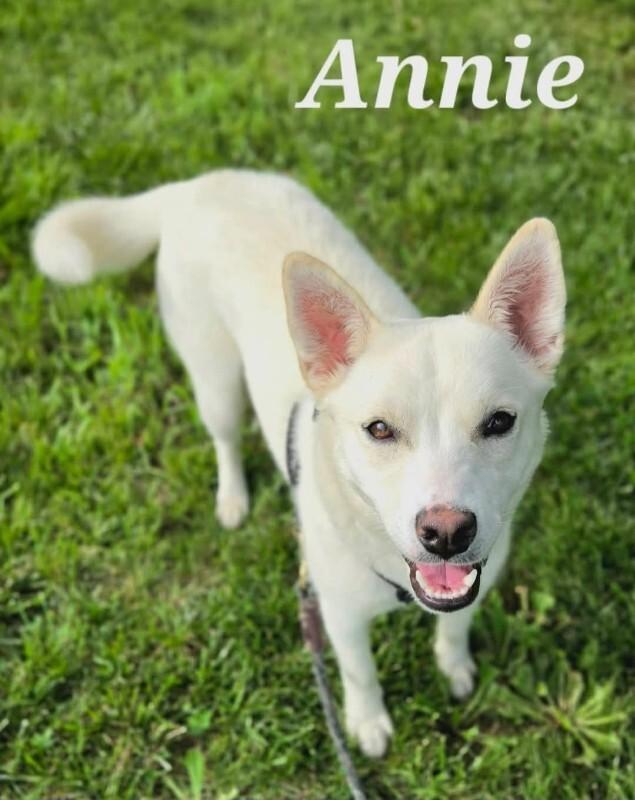 Annie, a Adoptable mixed breed in Yankton, SD image 6/6