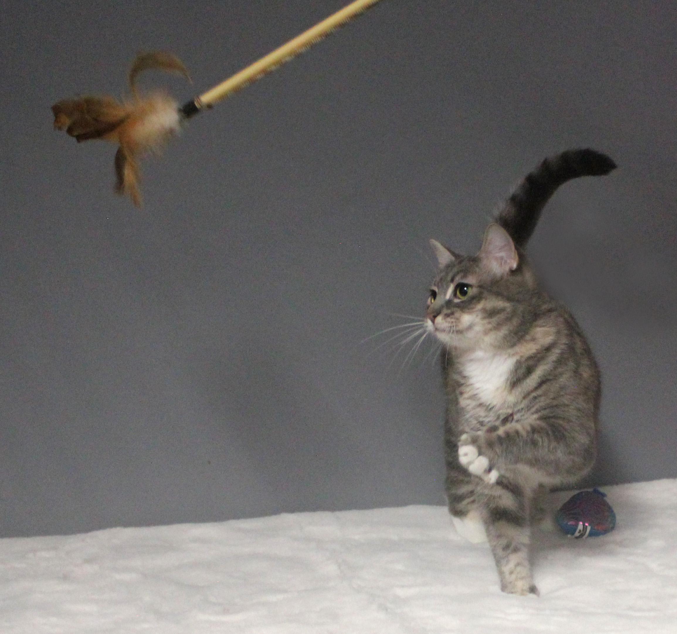 CLEOCATRA, Adoptable, Young Female Domestic Short Hair.