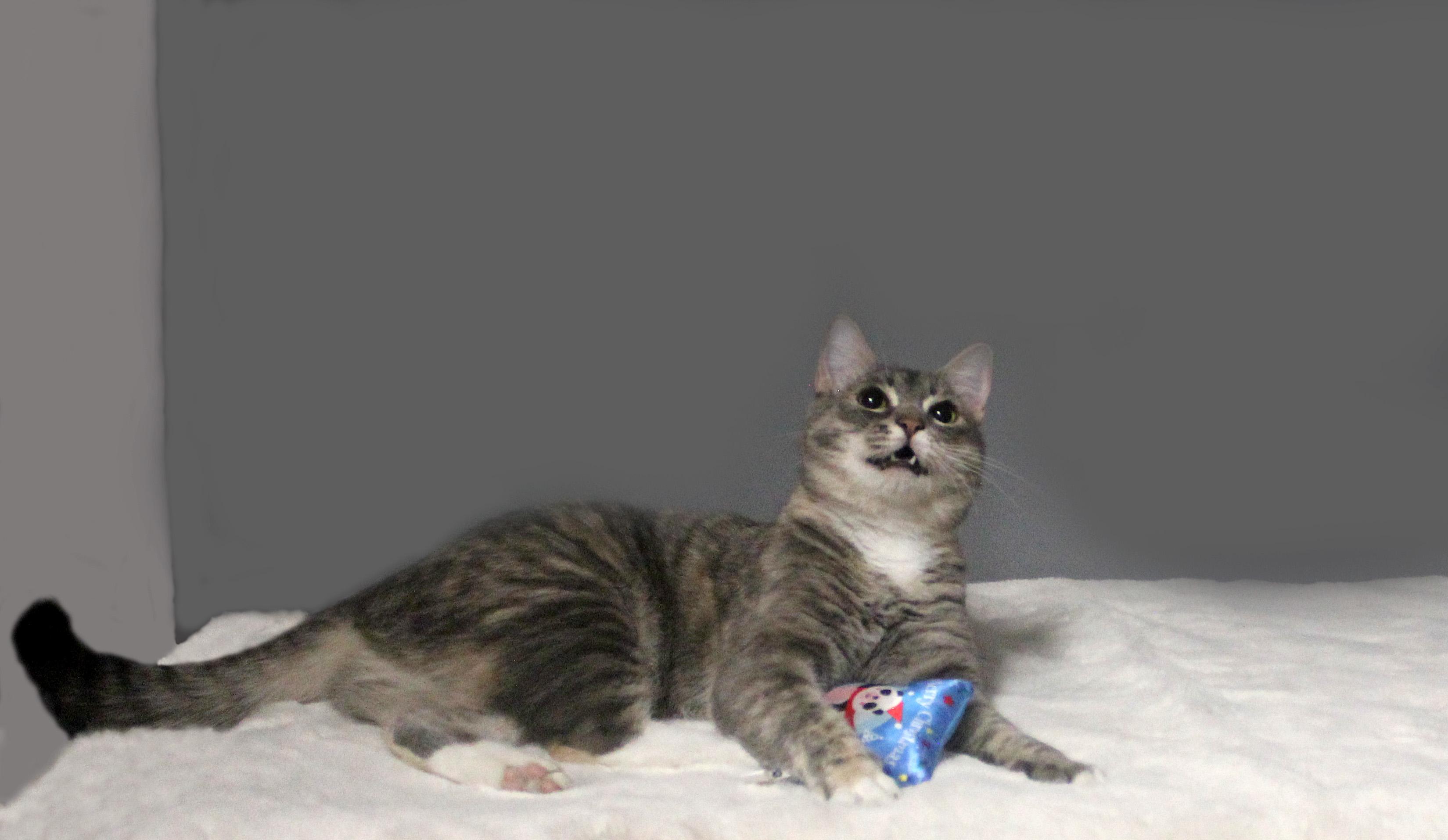 CLEOCATRA, a Adoptable Domestic Short Hair in Floral City, FL image 2/6