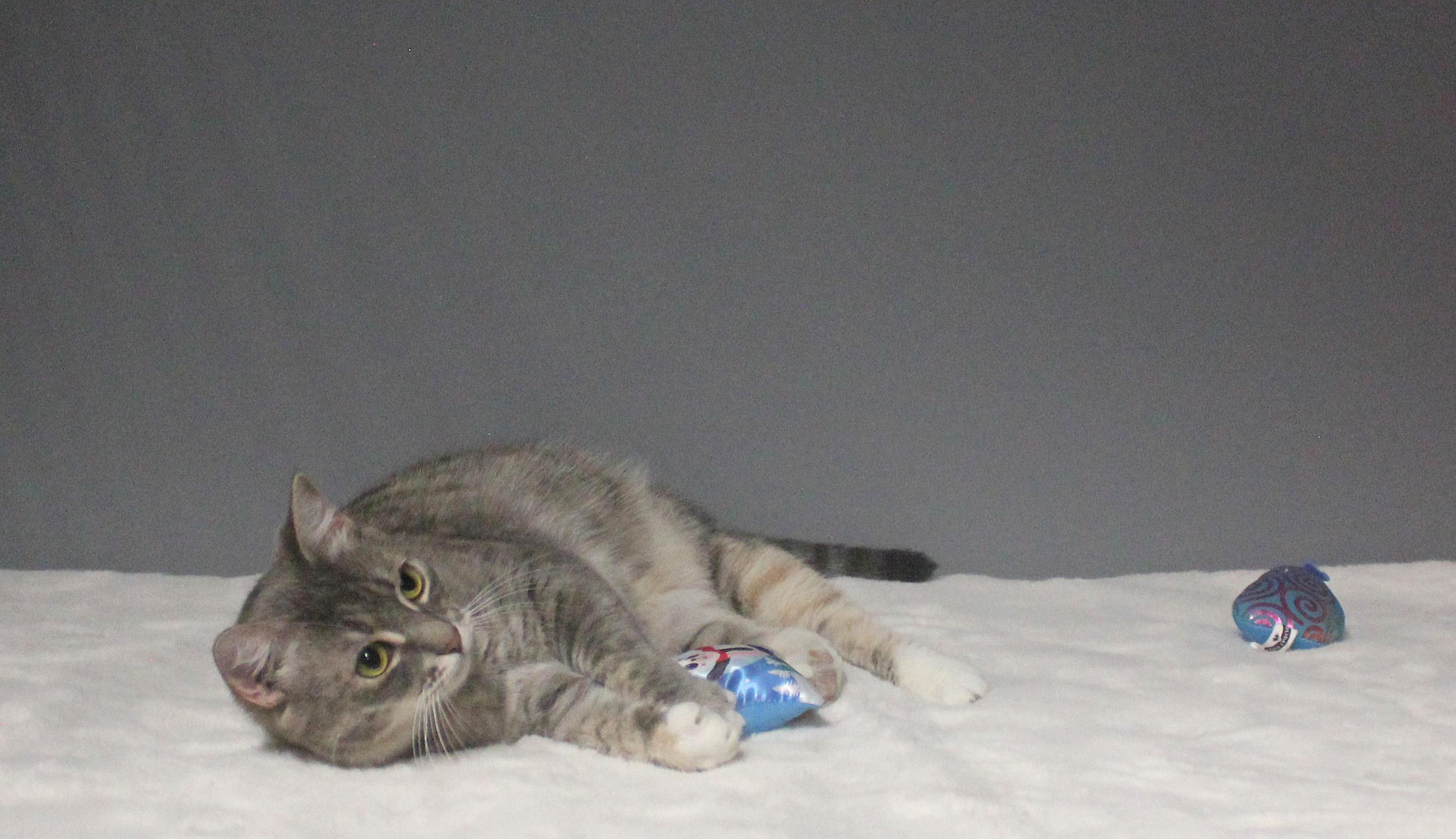 CLEOCATRA, a Adoptable Domestic Short Hair in Floral City, FL image 3/6