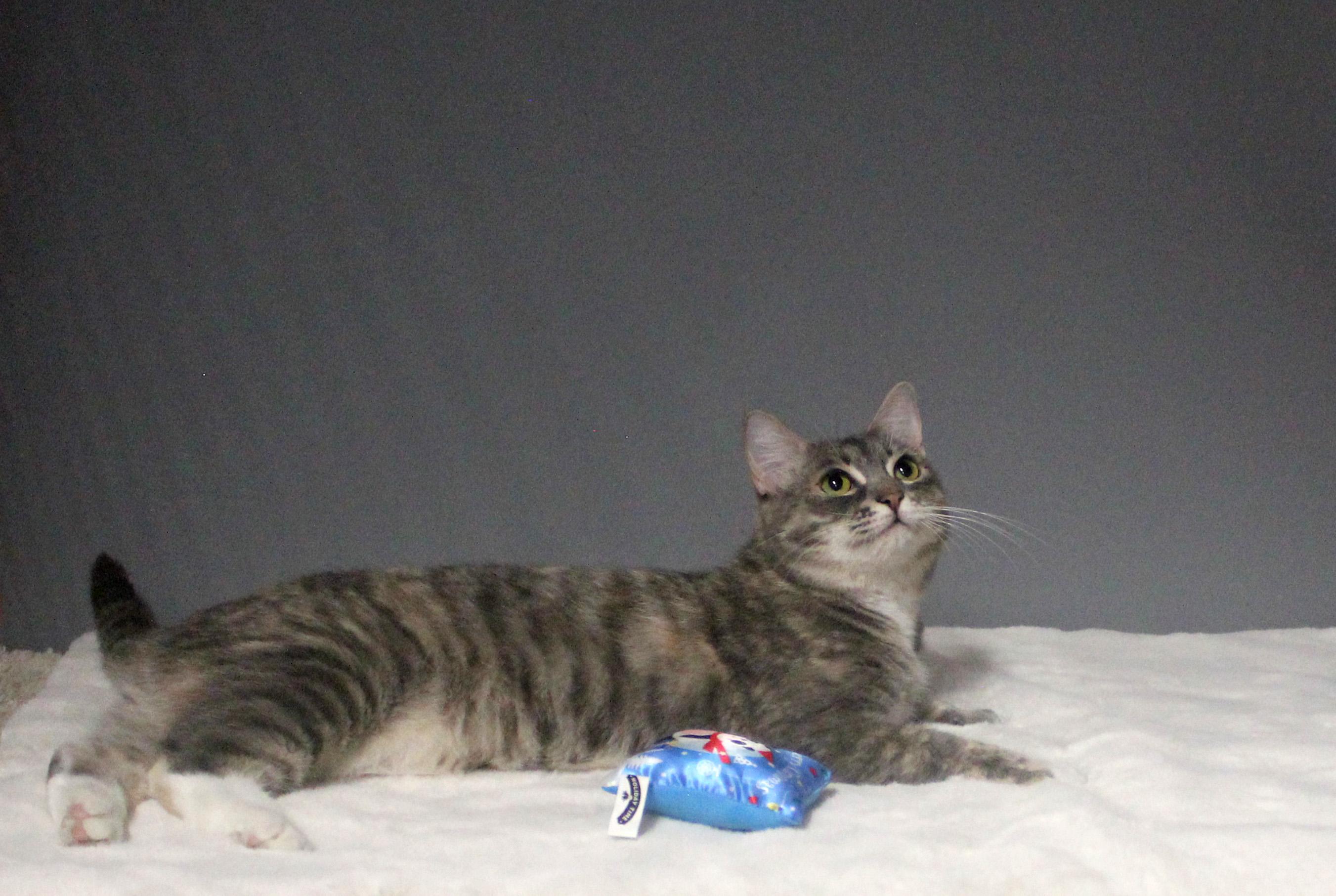 CLEOCATRA, a Adoptable Domestic Short Hair in Floral City, FL image 4/6