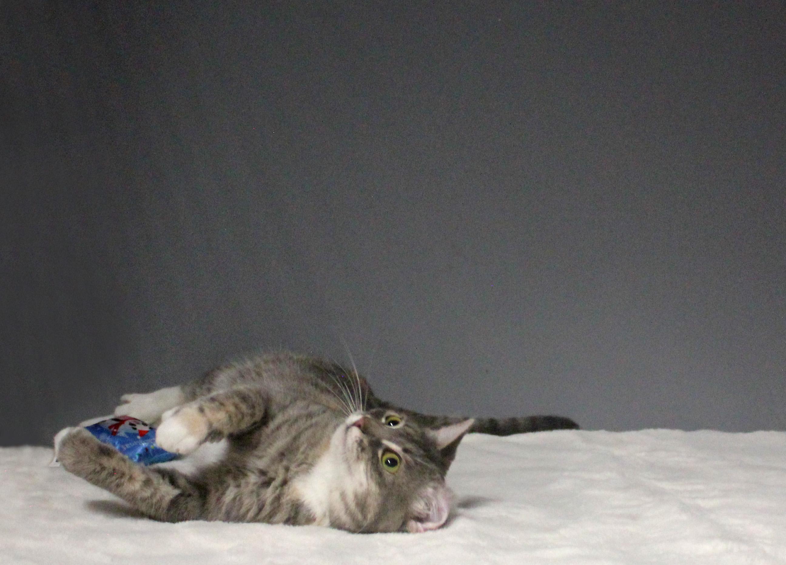 CLEOCATRA, a Adoptable Domestic Short Hair in Floral City, FL image 5/6