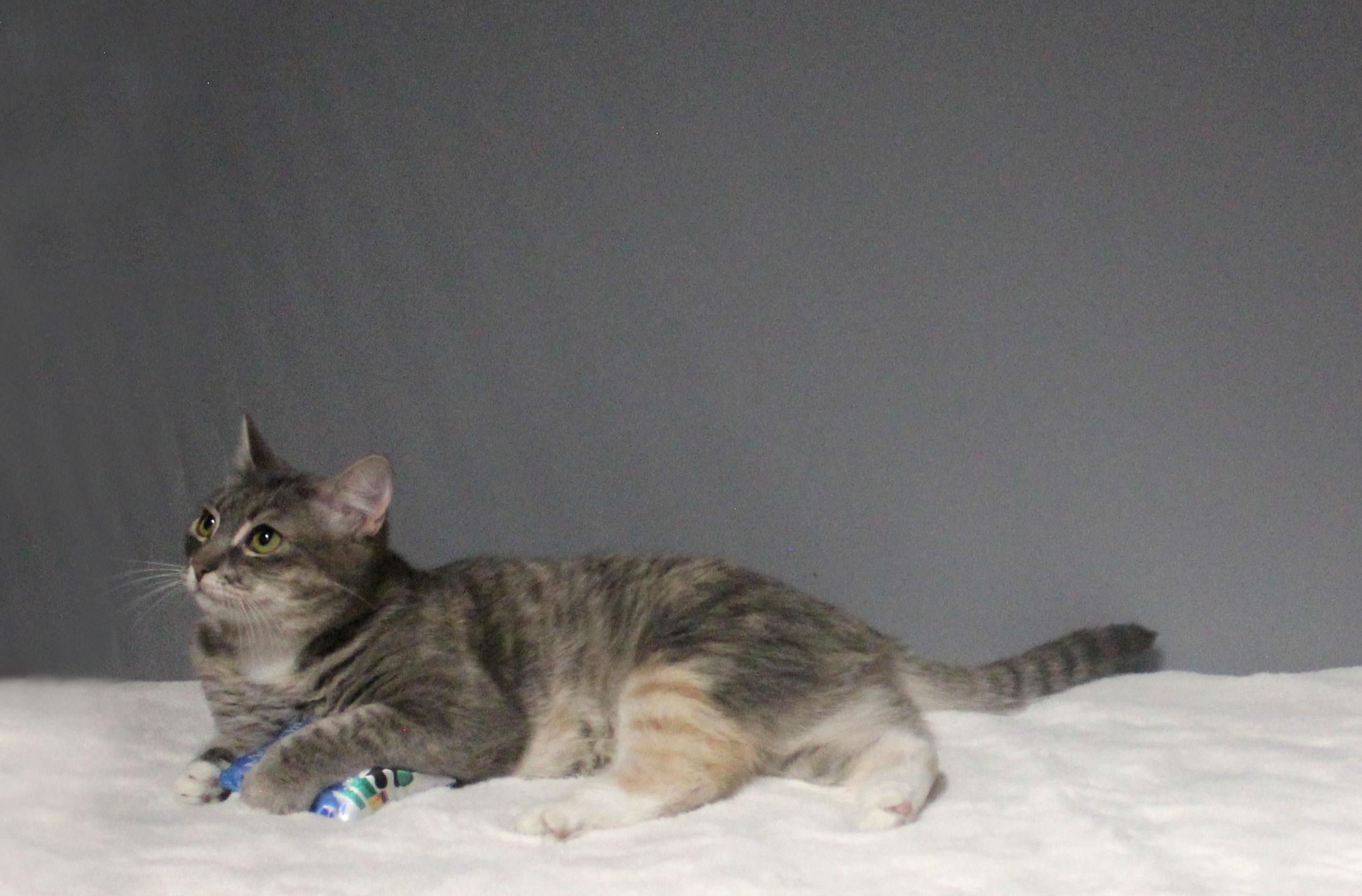 CLEOCATRA, a Adoptable Domestic Short Hair in Floral City, FL image 6/6