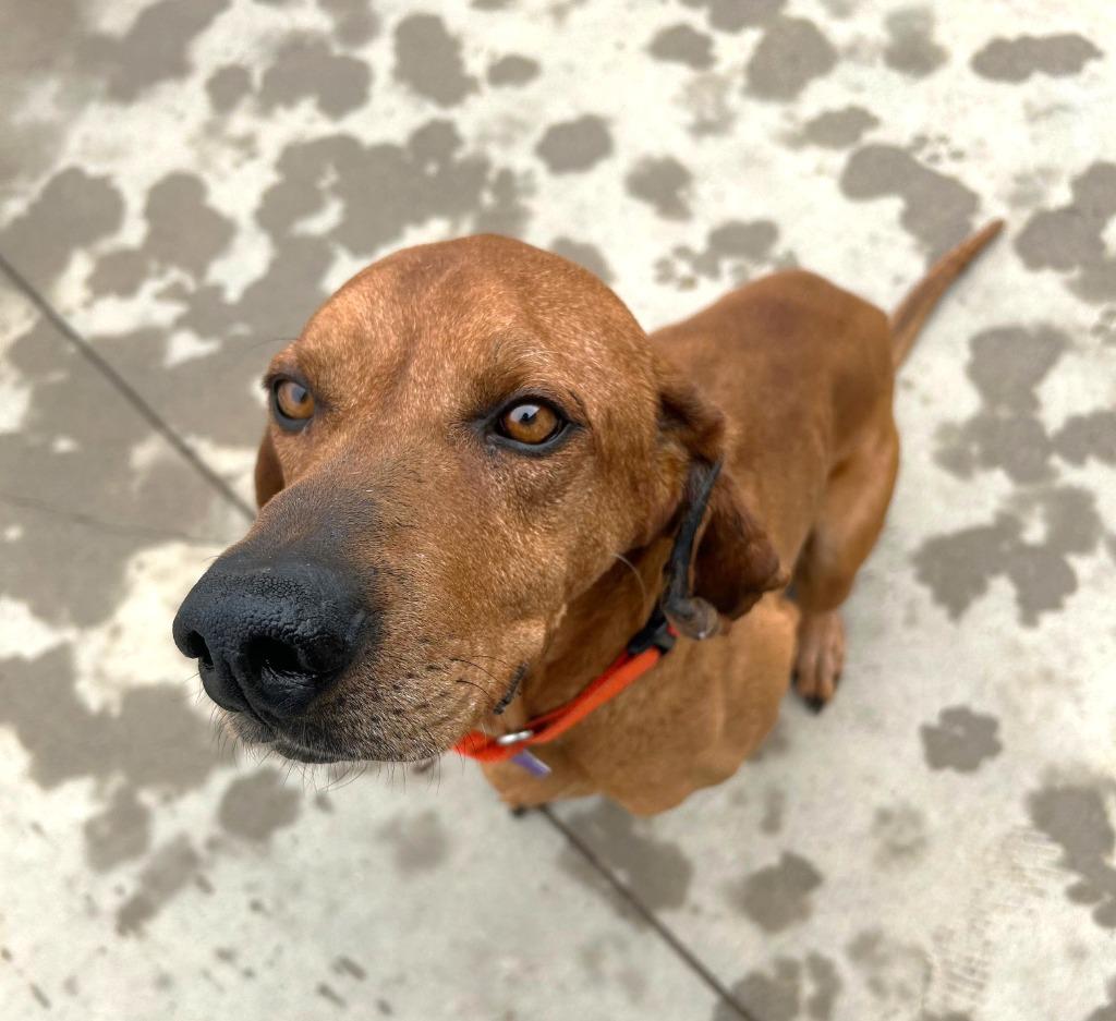 Enlarge Vincent, a Adoptable Hound in Spooner, WI image 2/2