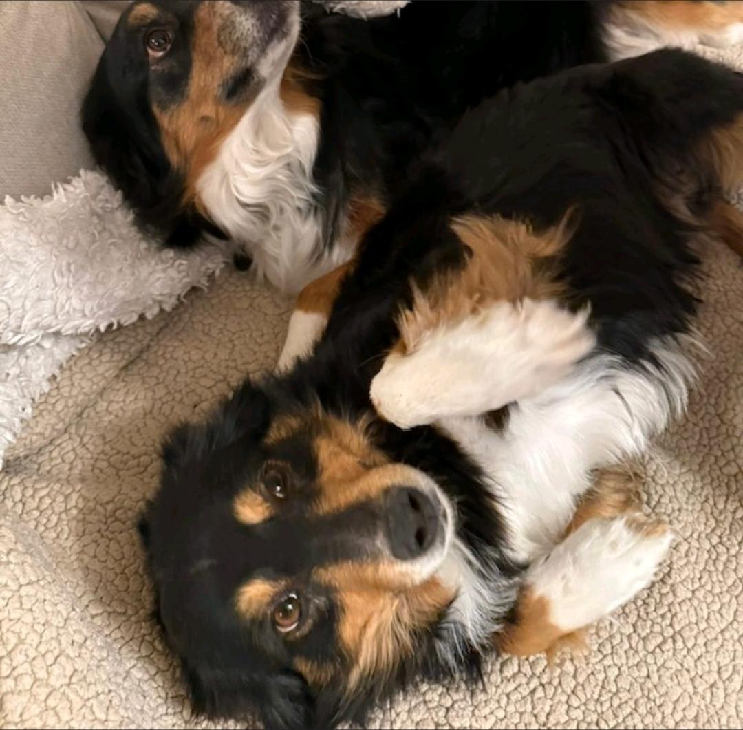 Enlarge Sage-miniature Australian shepherd , an adopted Australian Shepherd in Torrington, CT image 3/6