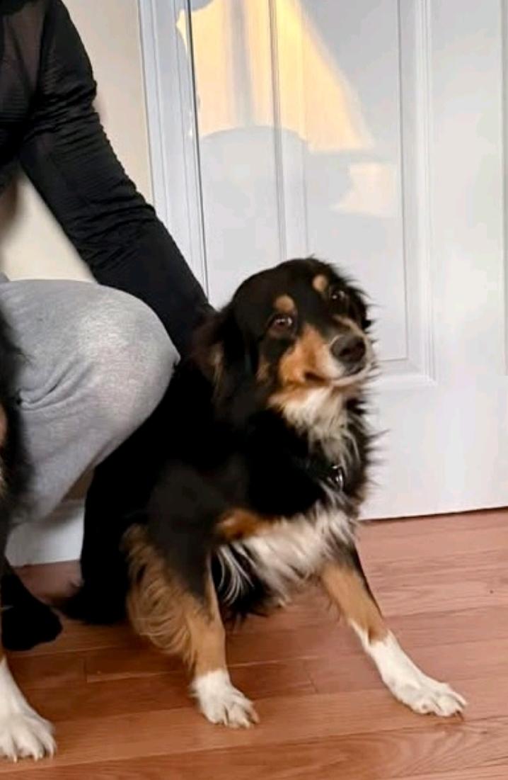 Enlarge Sage-miniature Australian shepherd , an adopted Australian Shepherd in Torrington, CT image 2/6