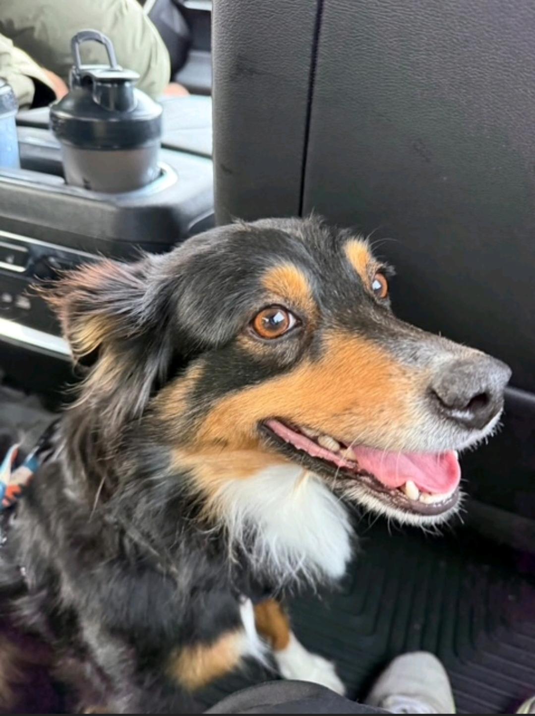 Enlarge Sage-miniature Australian shepherd , an adopted Australian Shepherd in Torrington, CT image 4/6