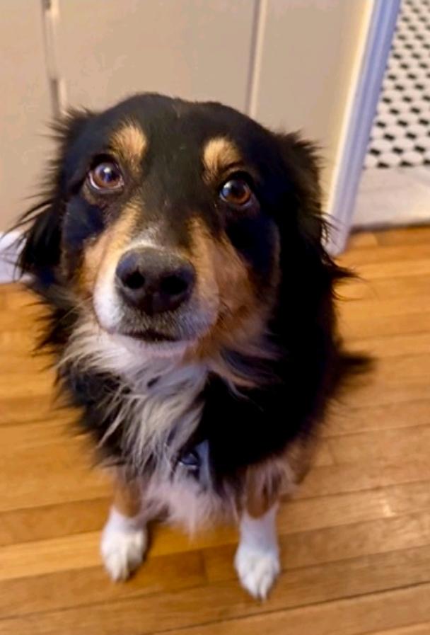 Sage-miniature Australian shepherd , adopted, Adult Female Australian Shepherd.