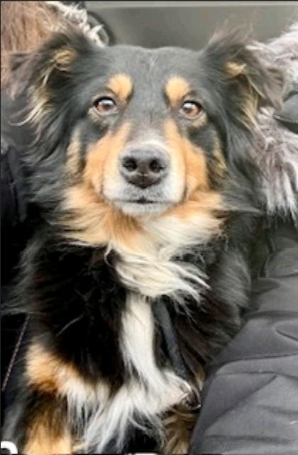 Enlarge Sage-miniature Australian shepherd , an adopted Australian Shepherd in Torrington, CT image 5/6