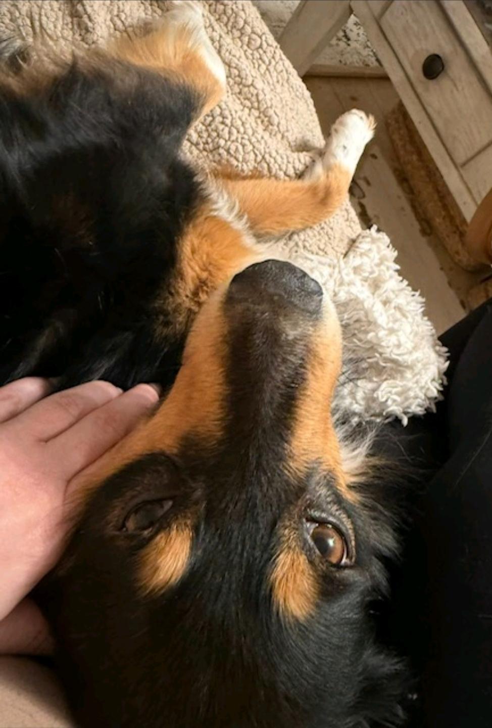 Enlarge Sage-miniature Australian shepherd , an adopted Australian Shepherd in Torrington, CT image 6/6