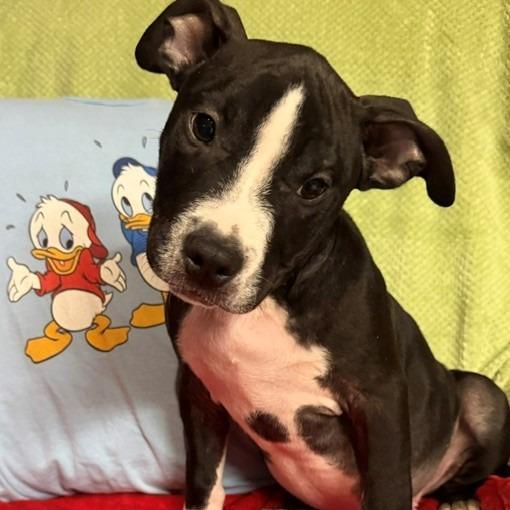 Huey, Adoptable, Puppy Male Terrier & Australian Cattle Dog / Blue Heeler.