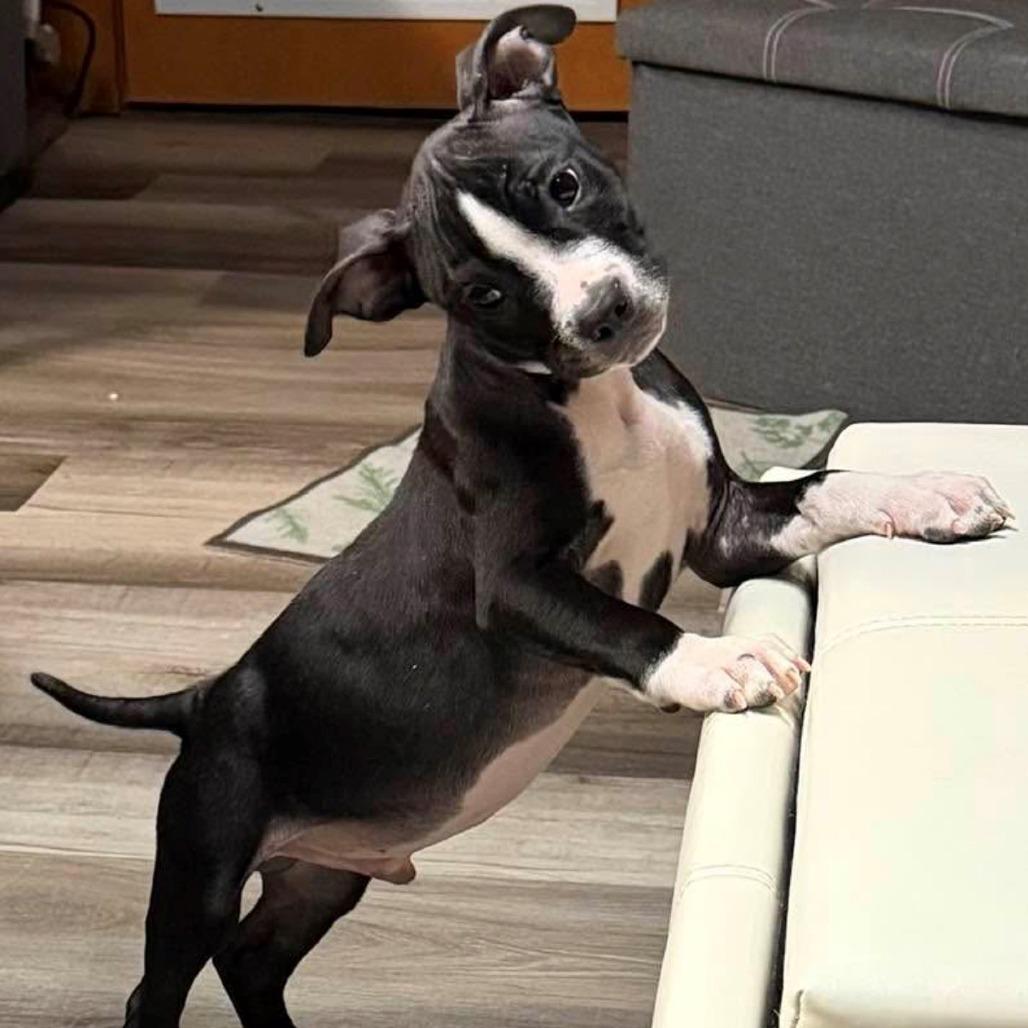 Enlarge Huey, a Adoptable mixed breed in Normal, IL image 2/6