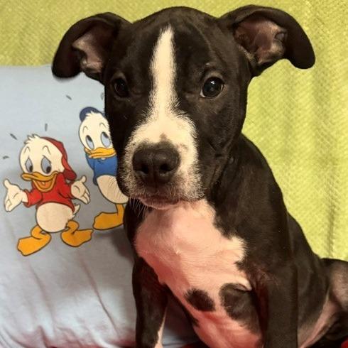 Enlarge Huey, a Adoptable mixed breed in Normal, IL image 3/6