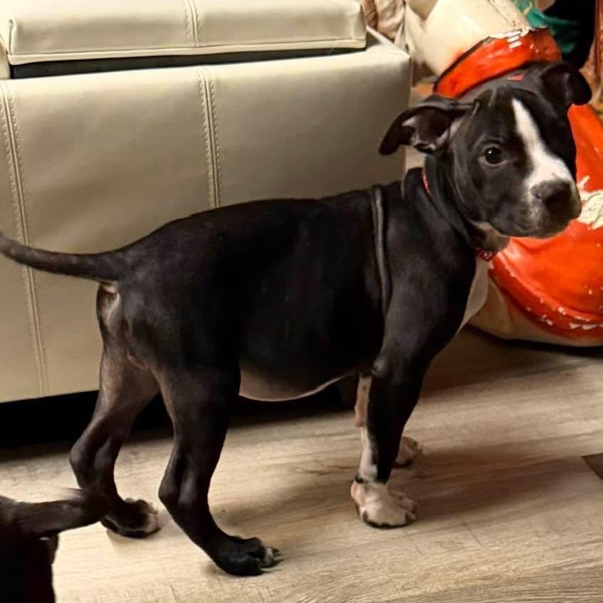 Enlarge Huey, a Adoptable mixed breed in Normal, IL image 4/6
