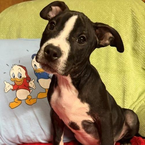 Enlarge Huey, a Adoptable mixed breed in Normal, IL image 5/6