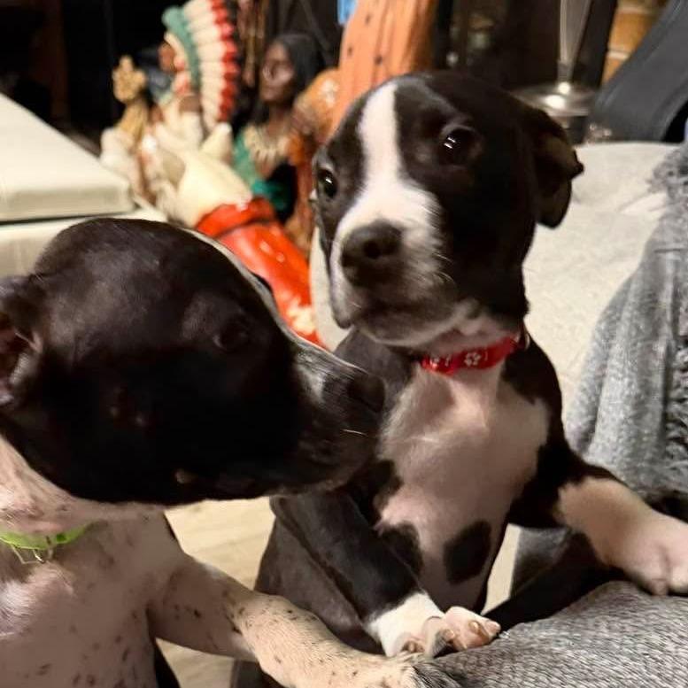 Enlarge Huey, a Adoptable mixed breed in Normal, IL image 6/6
