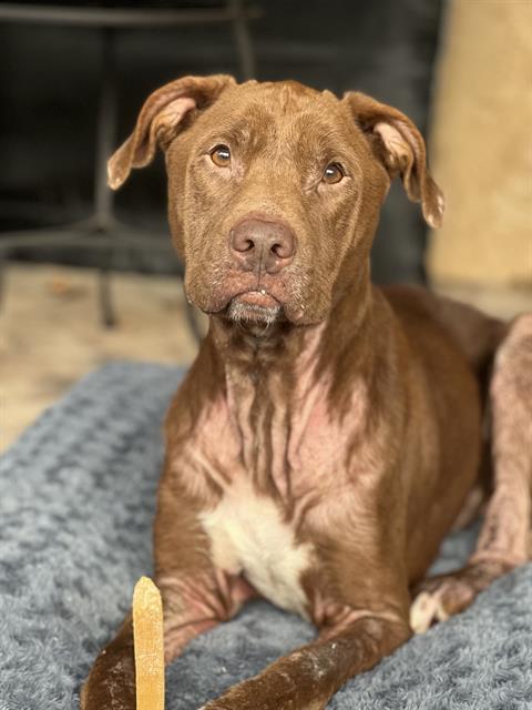 BODHI, Adoptable, Young Male Labrador Retriever & Mixed Breed.