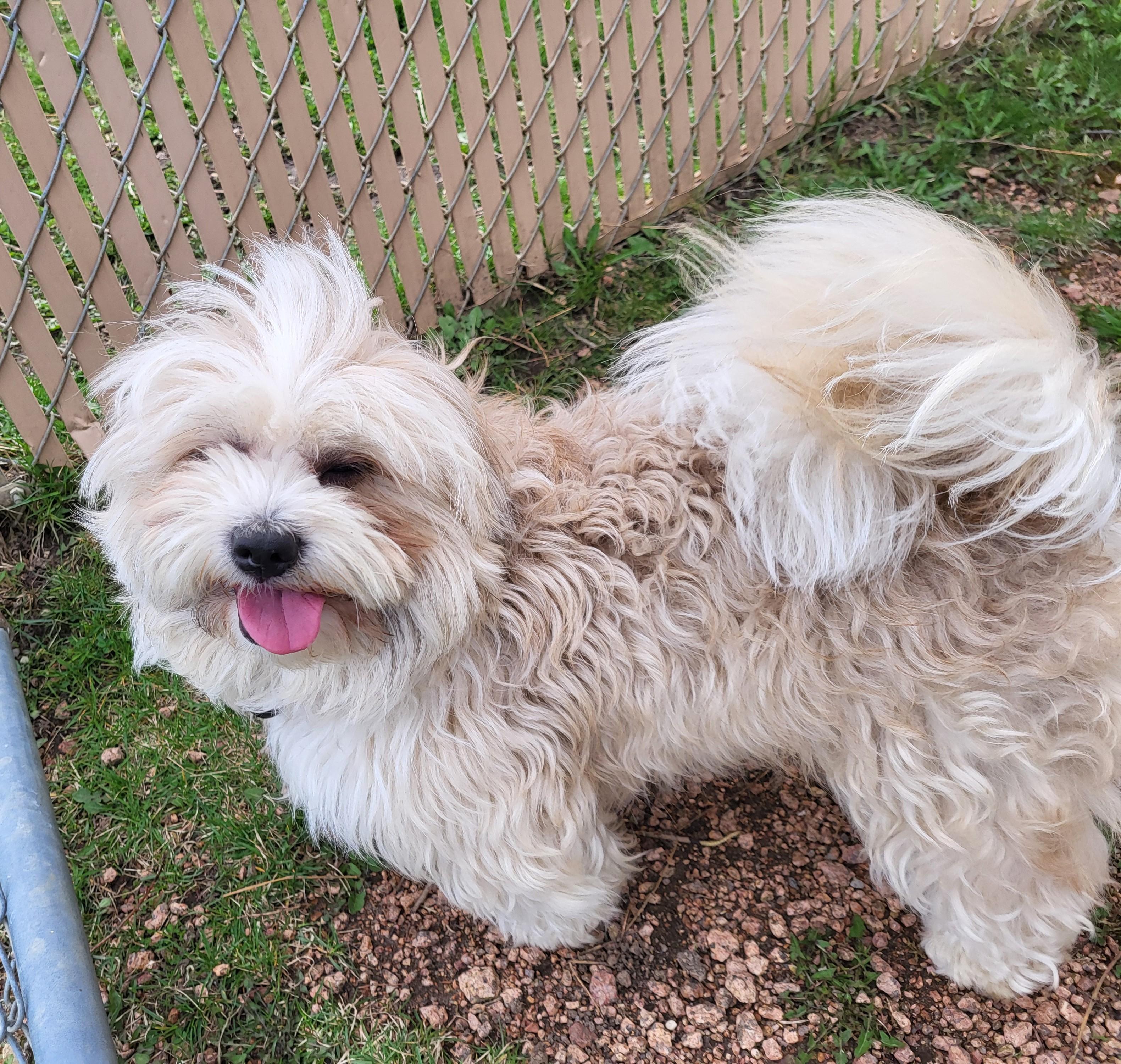 Enlarge Kazooie, an adopted mixed breed in Grayslake, IL image 4/4
