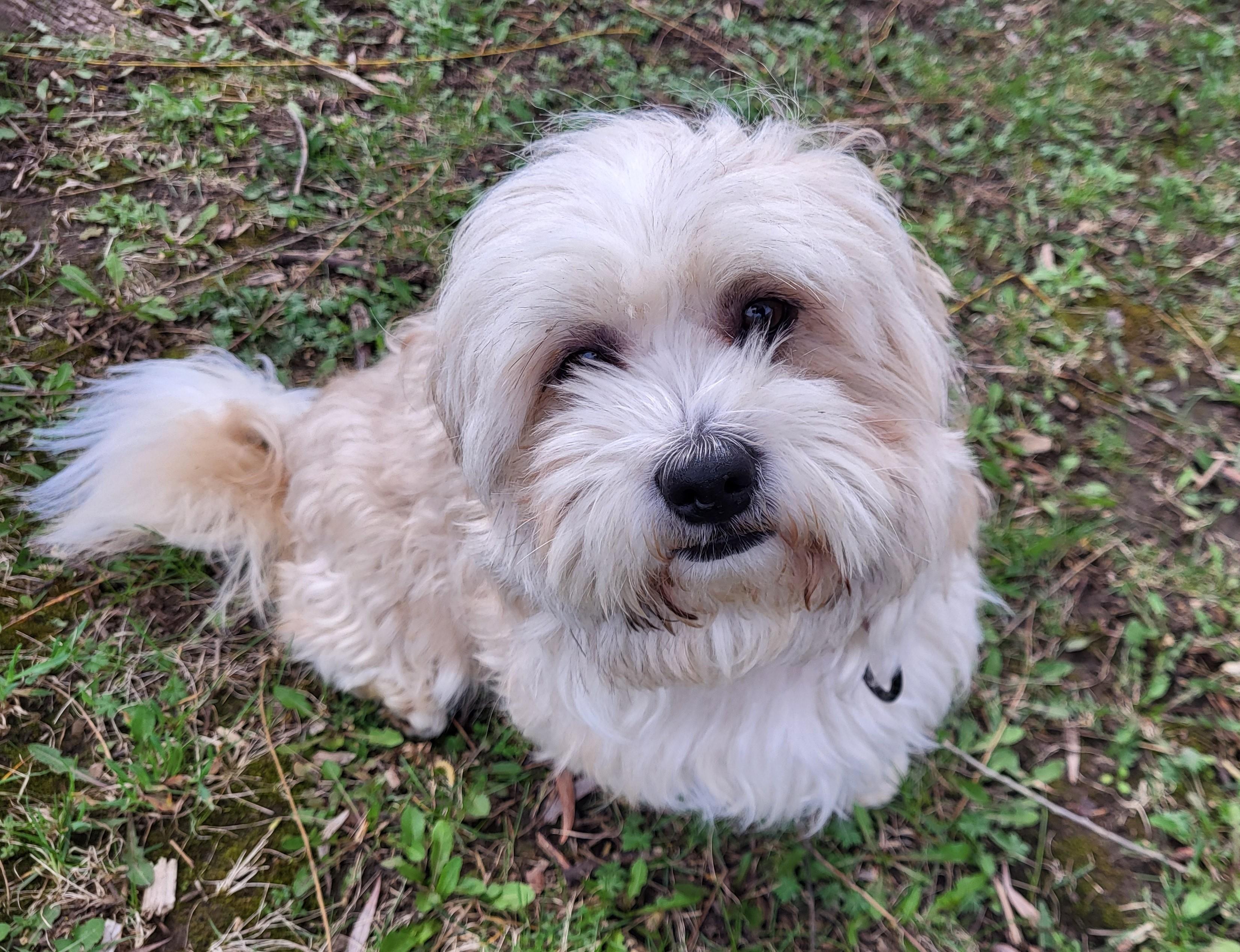 Enlarge Kazooie, an adopted mixed breed in Grayslake, IL image 2/4